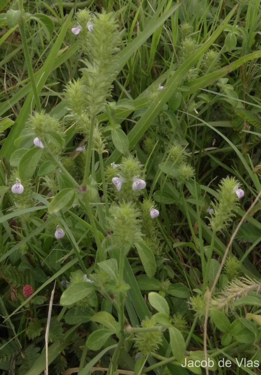 Rostellularia procumbens (L.) Nees